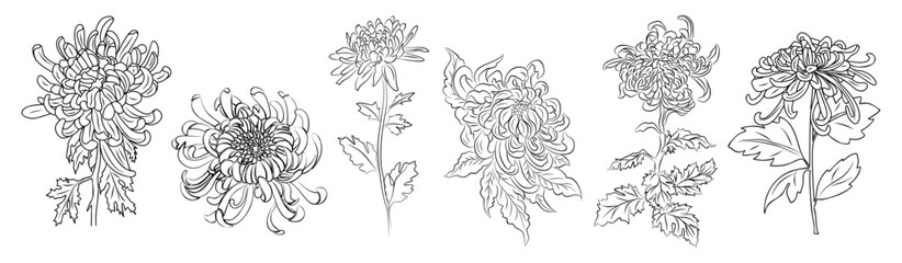 Set of Chrysanthemum flower line art vector illustrations. Hand drawn monochrome black ink style sketch. November birth month flower for trendy jewelry, tattoo, logo, wall art, card, packaging design.