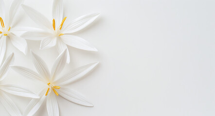 white lily flowers on a white background with space for text