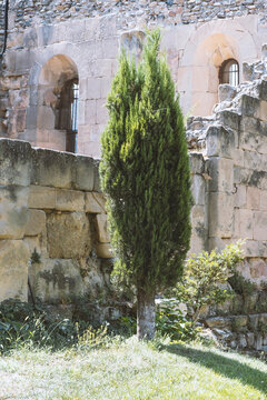 cypress tree near ancient wall