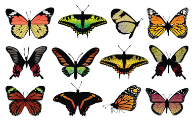Collection of Colorful butterflies white background