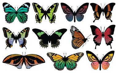 Collection of Colorful butterflies white background
