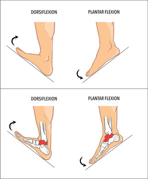 Plantar flexion dorsiflexion anatomical terms vector image

