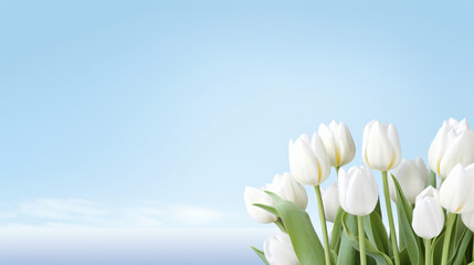 White tulips flowers