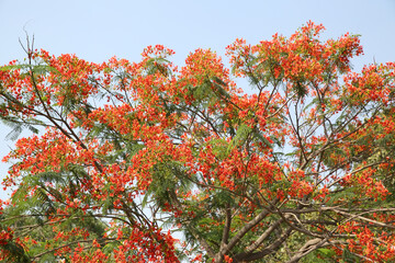 Delonix Regia, family Fabaceae, subfamily Caesalpinioideae, in summer garden. Tree with red...