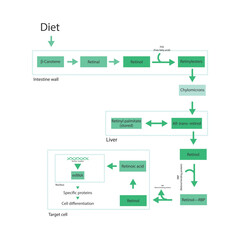 15-Z-Lutein skeletal structure diagram.Caratenoid compound molecule scientific illustration on white background.