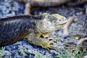 Iguanas are native to warm, tropical areas with lush forest and vegetation. Both species inhabit rainforest, and are considered arboreal species. 