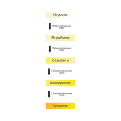 Geranial skeletal structure diagram.volatile compound molecule scientific illustration on white background.