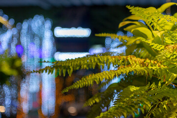  Bokeh is a quite popular photography technique that uses low-intensity light from decorative tree...