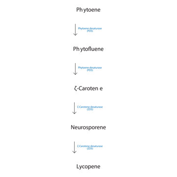 Neral skeletal structure diagram.volatile compound molecule scientific illustration on white background.