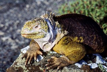 Iguanas are native to warm, tropical areas with lush forest and vegetation. Both species inhabit rainforest, and are considered arboreal species. 
