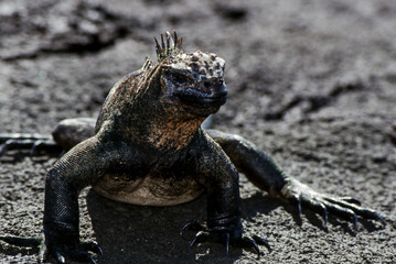 Iguanas are native to warm, tropical areas with lush forest and vegetation. Both species inhabit rainforest, and are considered arboreal species. 