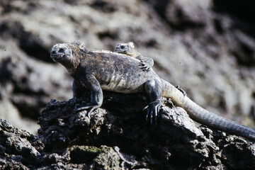 Iguanas are native to warm, tropical areas with lush forest and vegetation. Both species inhabit rainforest, and are considered arboreal species. 