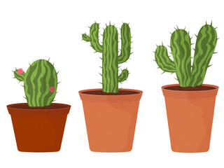 set of cacti on a white background, collection of home plants in pots