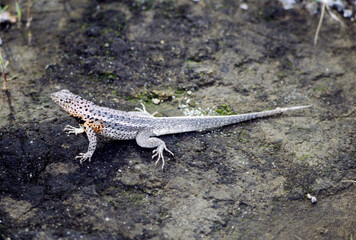 Iguanas are native to warm, tropical areas with lush forest and vegetation. Both species inhabit rainforest, and are considered arboreal species. 