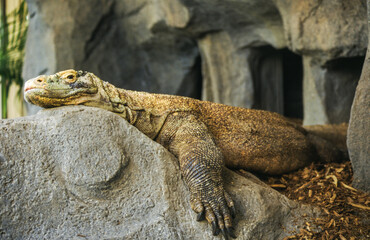 Iguanas are native to warm, tropical areas with lush forest and vegetation. Both species inhabit rainforest, and are considered arboreal species. 