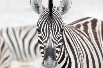 Fototapeta na wymiar Zebras in Etosha National Park, Namibia , Africa