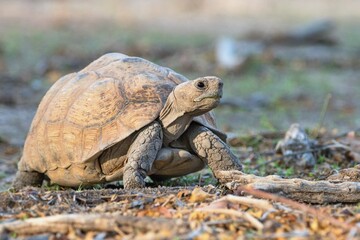 The leopard tortoise (Stigmochelys pardalis), Namibia, Africa