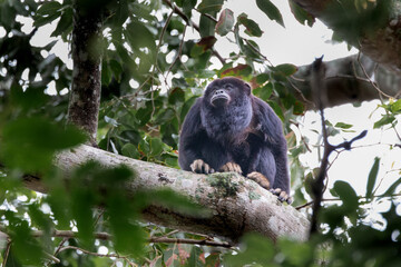 Brazilian Wildlife is very beautiful have many species with colorful variables. Are apes, lizards, mammals, felins, caimans, cats, bats, crabs, spiders, snakes and many others.