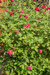 The rose in the morning sun in the beautiful garden
Beautiful roses shimmering in the morning sun
