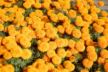 Field of orange petals of Opium poppy flower blooming on blurry green leaves under sunlight evening,Close-up of flowering plant on field against sky,chrysanthemum indicum is blooming in the garden