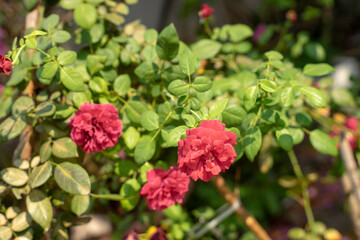 The rose in the morning sun in the beautiful garden
Beautiful roses shimmering in the morning sun
