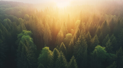 Aerial view of a forest seen during sunrise, beautiful nature and trees