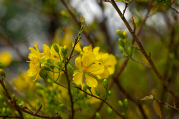 Blossom Ochna integerrima of peach with drops of vietnam.popularly called yellow mai flower