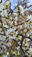 Close up view of bee collects nectar and pollen on a white blossoming cherry tree branch. White flowers of the cherry blossoms on a spring day in the garden. Hard work on a sunny spring day.