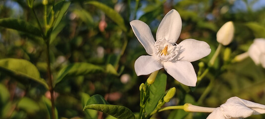 A white spring rabbit peeks at pink blooms in a vibrant garden