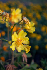 Single Ochna integerrima blossom,Ochna kirkii Olive,Ochna thomasiana,Single Ochna integerrima blossom,Yellow Ochna,