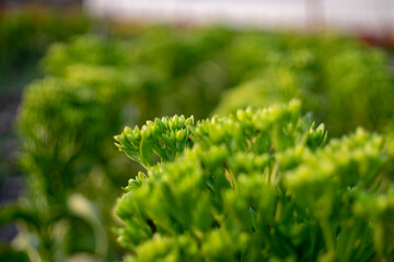 The fierce vitality of the Kalanchoe pinnata symbolizes longevity. In addition to its aesthetic and spiritual value, in medicine Kalanchoe pinnata supports the treatment of some common diseases 