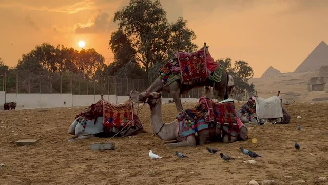 Camels in the Egypt, sunset