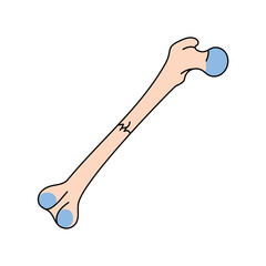 Transverse bone fracture line icon.