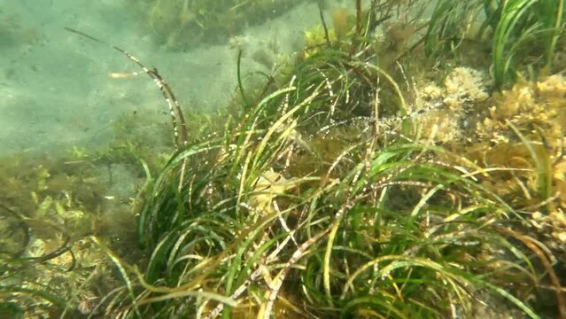 Underwater handheld shot of large hermit crab in whelk shell running through seaweed on rock
