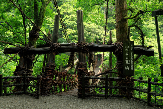 雨に濡れる祖谷のかずら橋