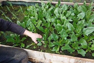 man cutting spinach for harvesting, spinach shears for harvesting spinach in the vegetable garden