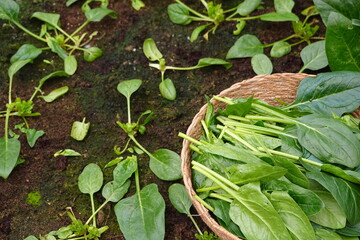 detail of urban vegetable garden harvesting spinach. freshly harvested spinach plants in a wicker...