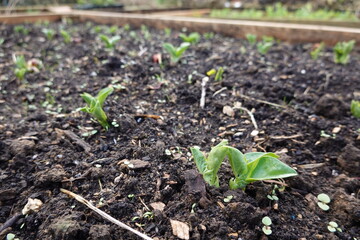 may broad beans germinating in the vegetable garden. sprouts and young plants of broad beans.