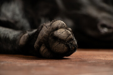 Paw on the floor of a black retriever dog , dog paw