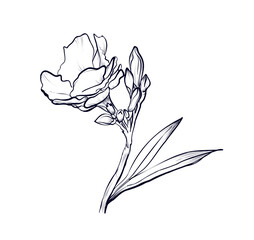 Hand-drawn oleander flower vector illustration