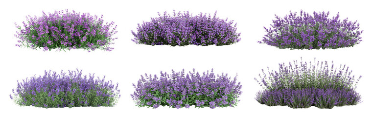 Set of Aromatic purple lavender bush in full bloom on transparent background