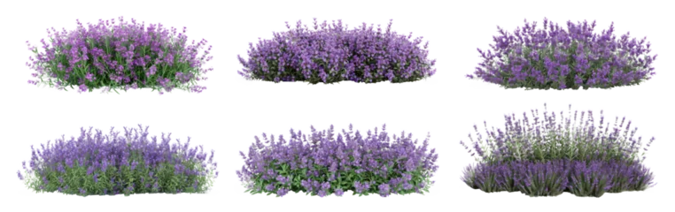 Fototapeten Set of Aromatic purple lavender bush in full bloom on transparent background © Volodymyr