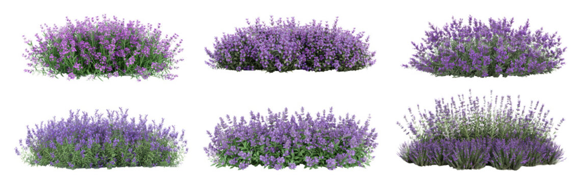Set of Aromatic purple lavender bush in full bloom, cut out - stock png.