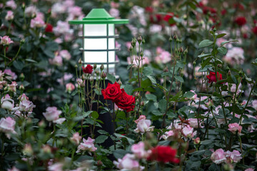 Fototapeta na wymiar View of the red roses in the garden