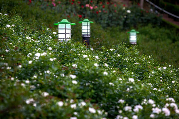 View of the roses in the garden