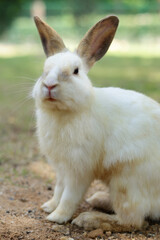A white rabbit sits on the ground outdoors. Pet concept. Small mammals. easter bunny