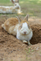 Brown rabbit lying in a hole on the ground outdoors. Small pets. Zoo concept. easter festival