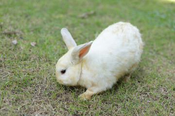 Cute white rabbit with long gray ears outdoors on the grass Eating grass with gusto. Animals that eat small mammals. Pets