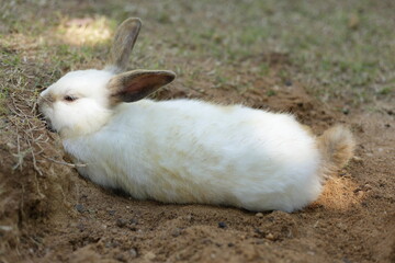 Brown rabbit lying in a hole on the ground outdoors. Small pets. Zoo concept. easter festival - Powered by Adobe