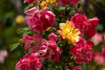 pink roses on a sunny day in the garden. Nature, summer, parks travel concept.